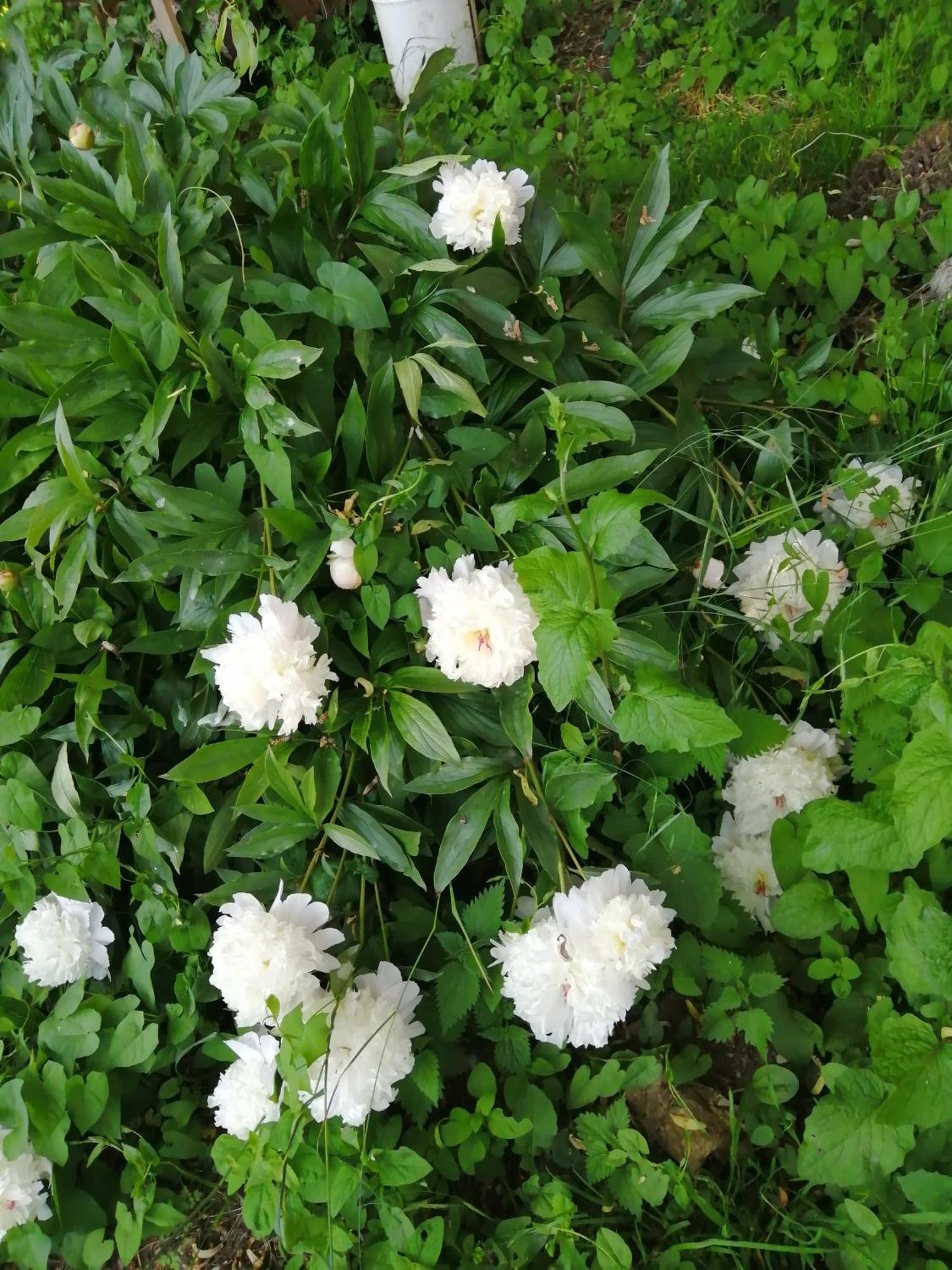 Вілла O Jardin De Boutancourt Екстер'єр фото
